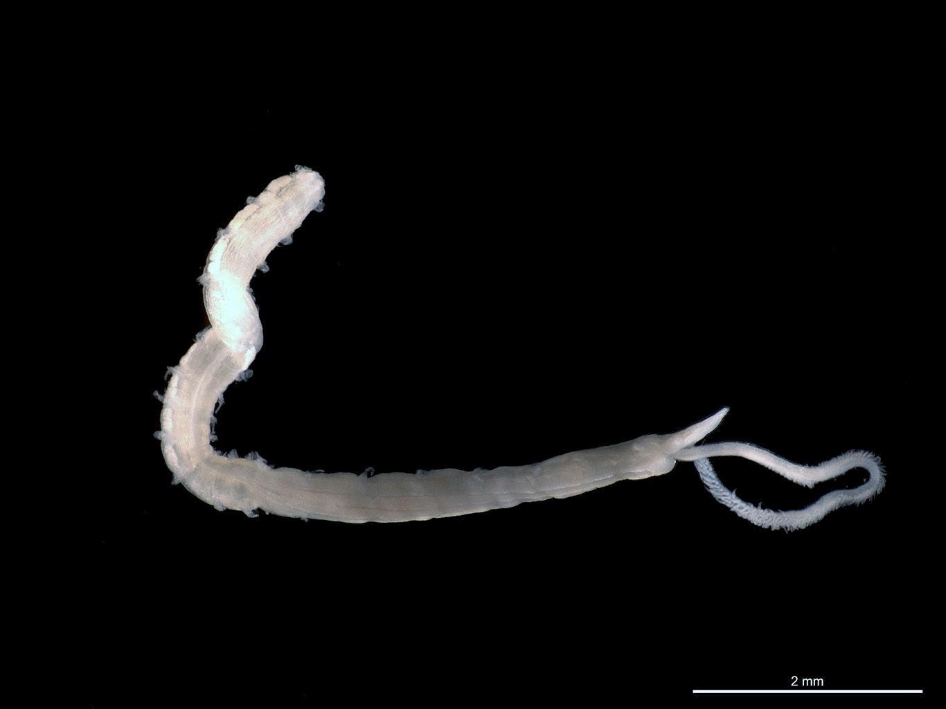 Spionida